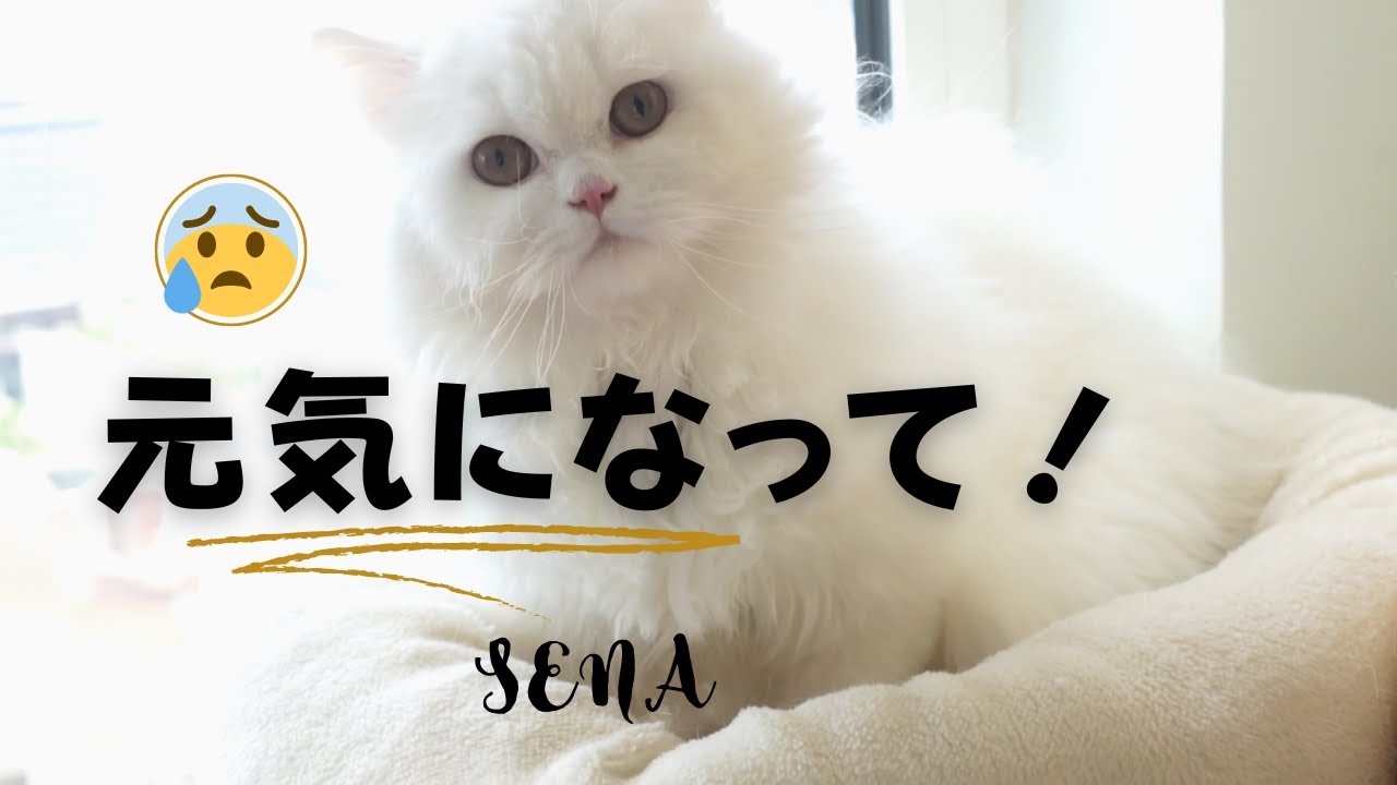 出戻った子猫を病院に連れて行ったら・・耳を疑う診断結果、、、