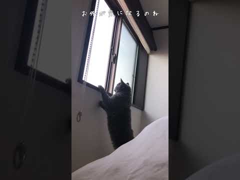 窓辺に飛び乗りたい猫#shorts #猫 #セルカークレックス #cat #selkirkrex