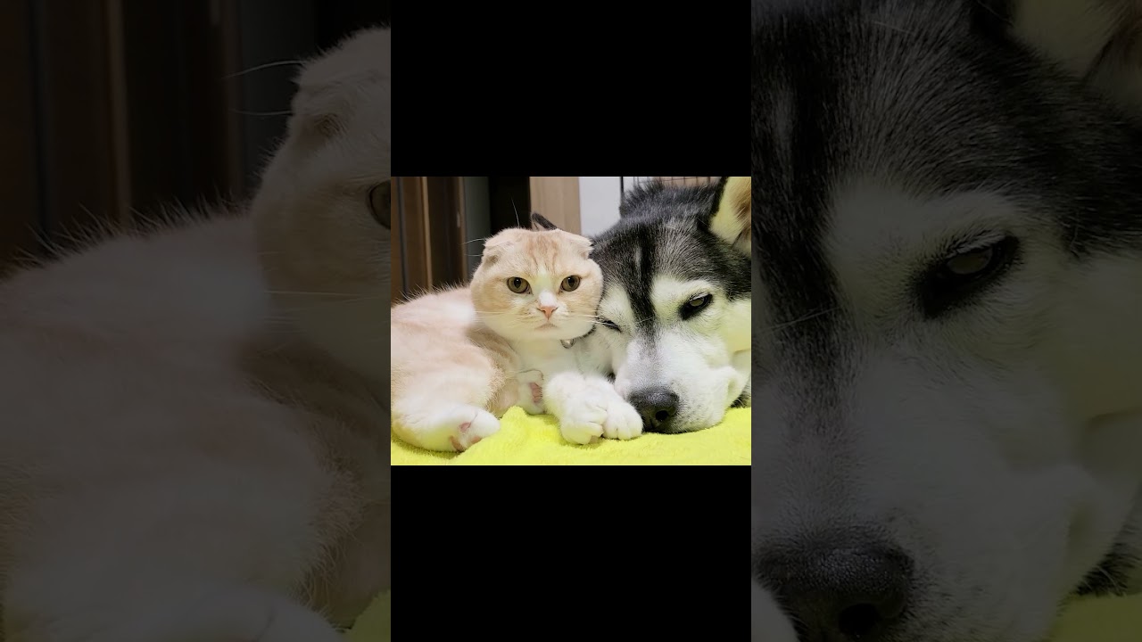 カメラの存在に気付いた猫ちゃんの可愛すぎる反応が...#shorts