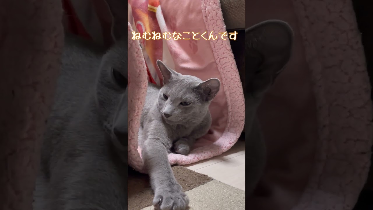 自ら快適な寝床を作り出すロシアンブルーはこちらです【ロシアンブルーこと】#shorts