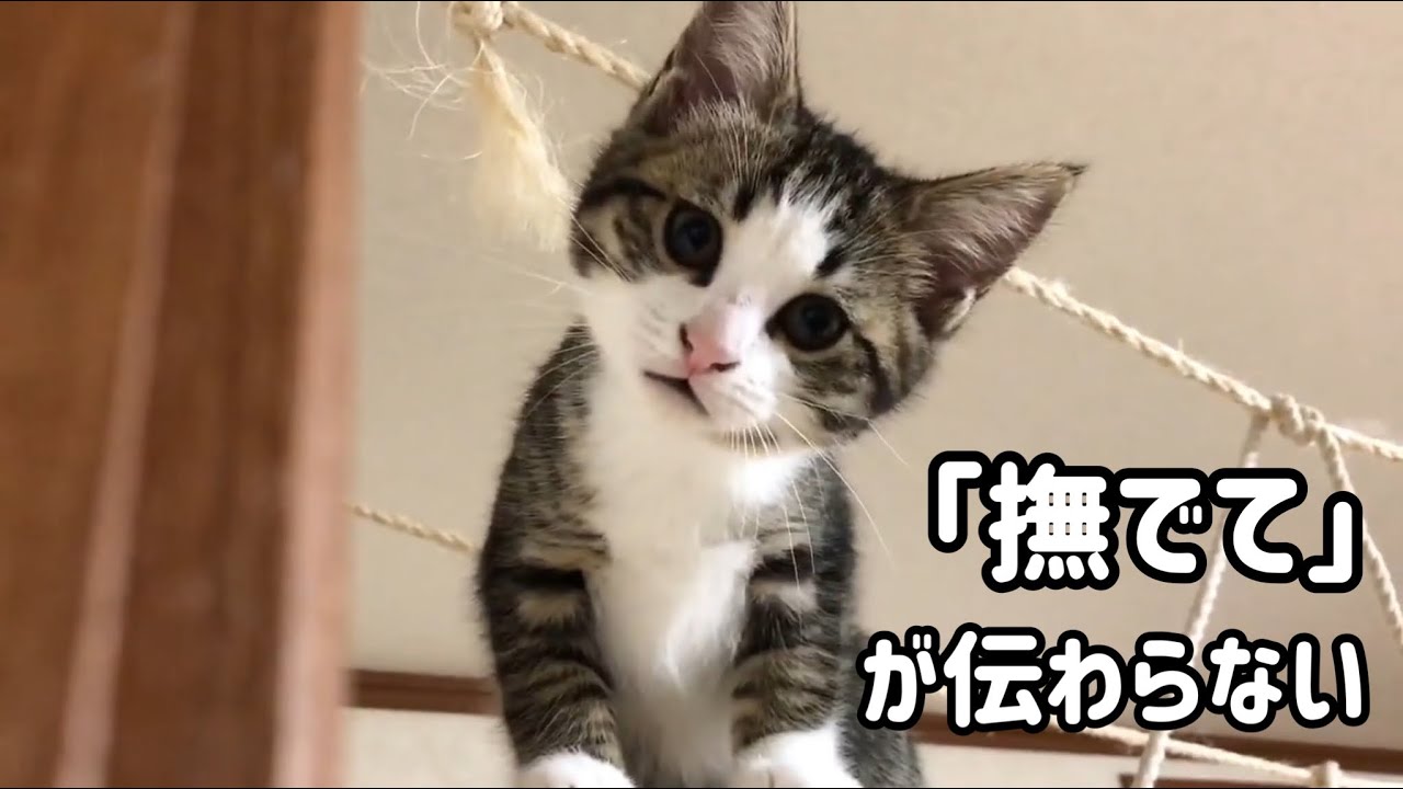 「撫でろ」の鳴き声を理解してもらえない子猫