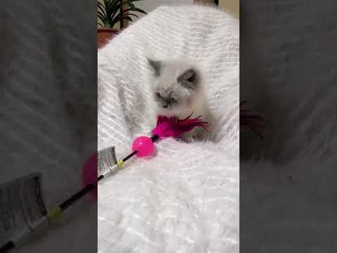 ヒマラヤン ブルーポイントの女の子。