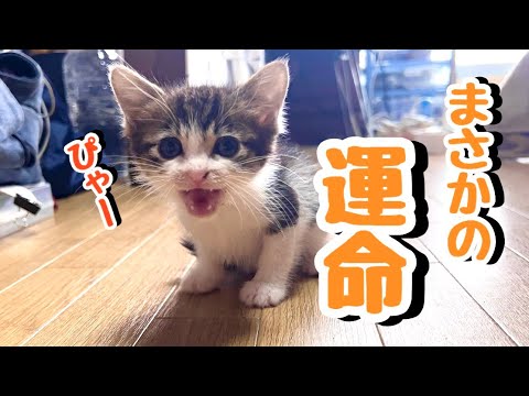 奇跡の子猫をシェルターから預かりました【保護猫】