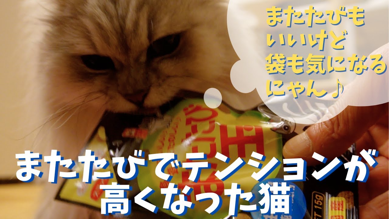 またたびでテンションが高くなった猫｜ラガマフィンのラガさん