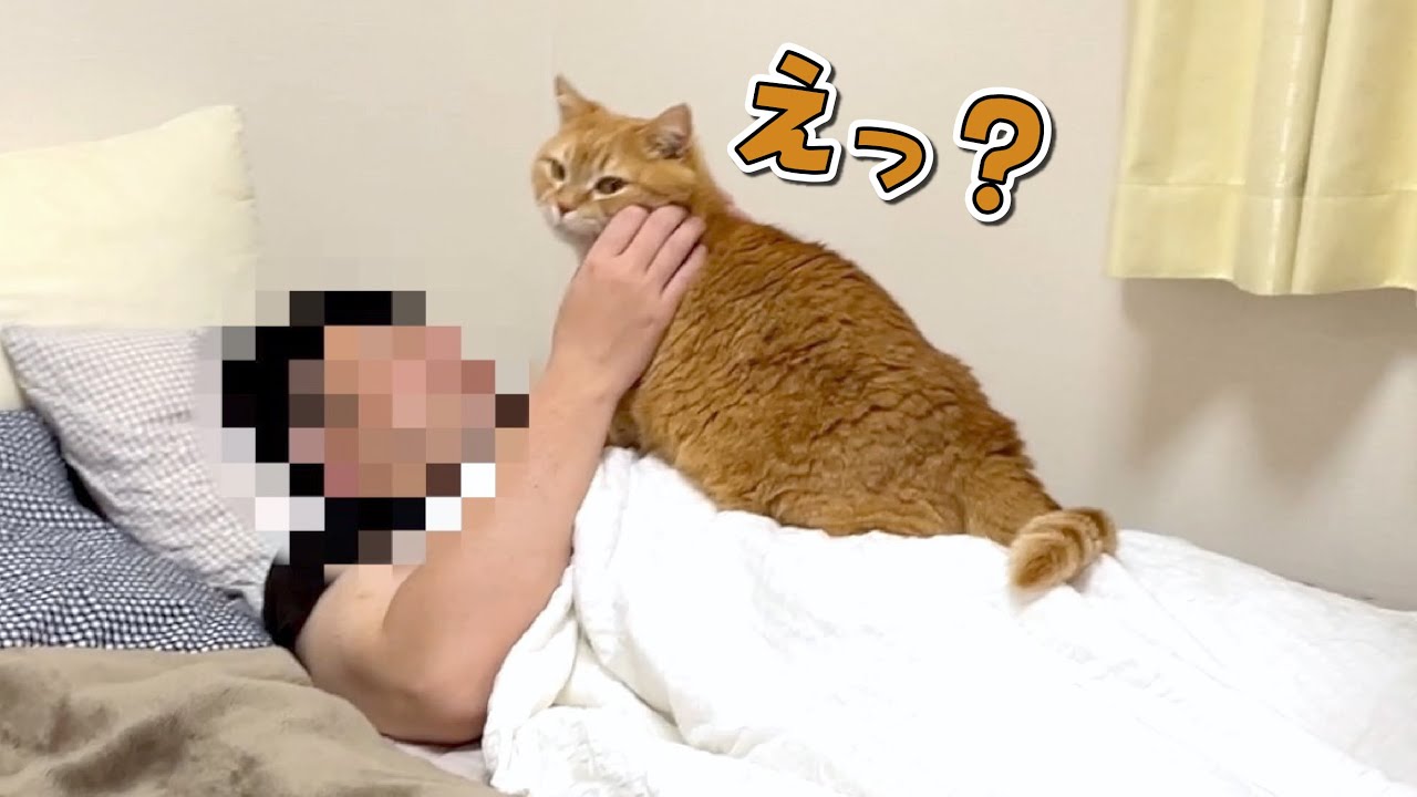 プリンとパパの浮気現場を目撃してしまいました…！