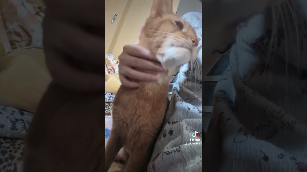 5/20甘えん坊あびにゃん（´・ω・`） #cat #猫 #ねこ #アビシニアン