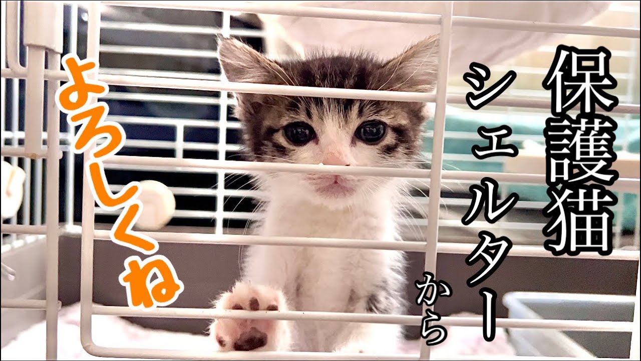 初めて新入り子猫 と6匹の先住猫が対面しました！！【預かり保護猫】