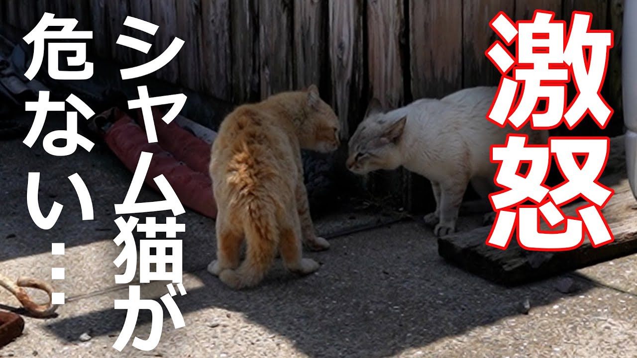 【激怒】シャム猫が危ない！その理由が…