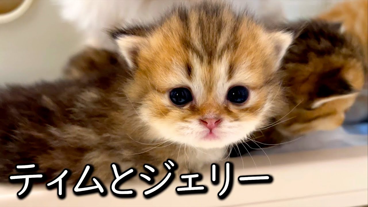 【ミヌエットの子猫】トムとジェリーじゃなくてティムだった件 ∼猫のいる生活Vol.726~ 出産動画 マンチカン短足・ミヌエット・ペルシャ猫専門ブリーダー『ペット蔵人』【子猫の成長記録】