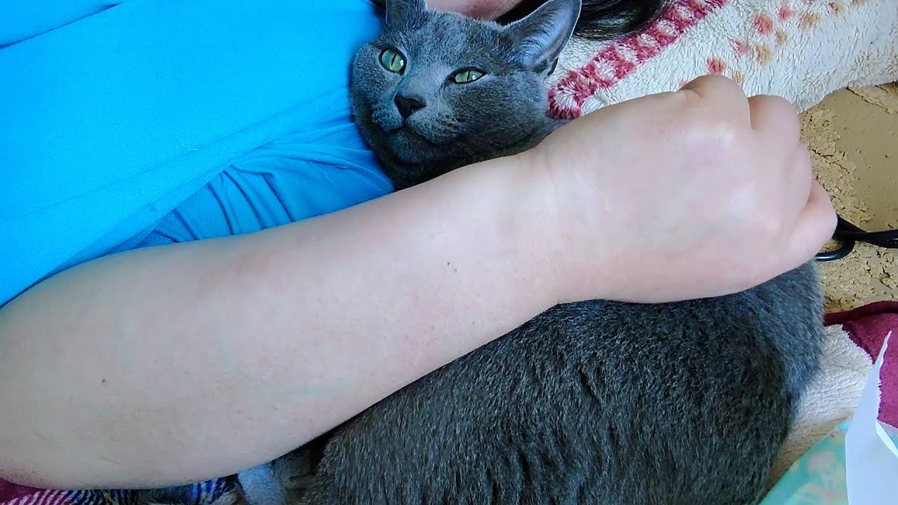 【猫動画】休日の嫁を堪能するロシアンブルー【russianbule】Russian Blue enjoying his holiday wife