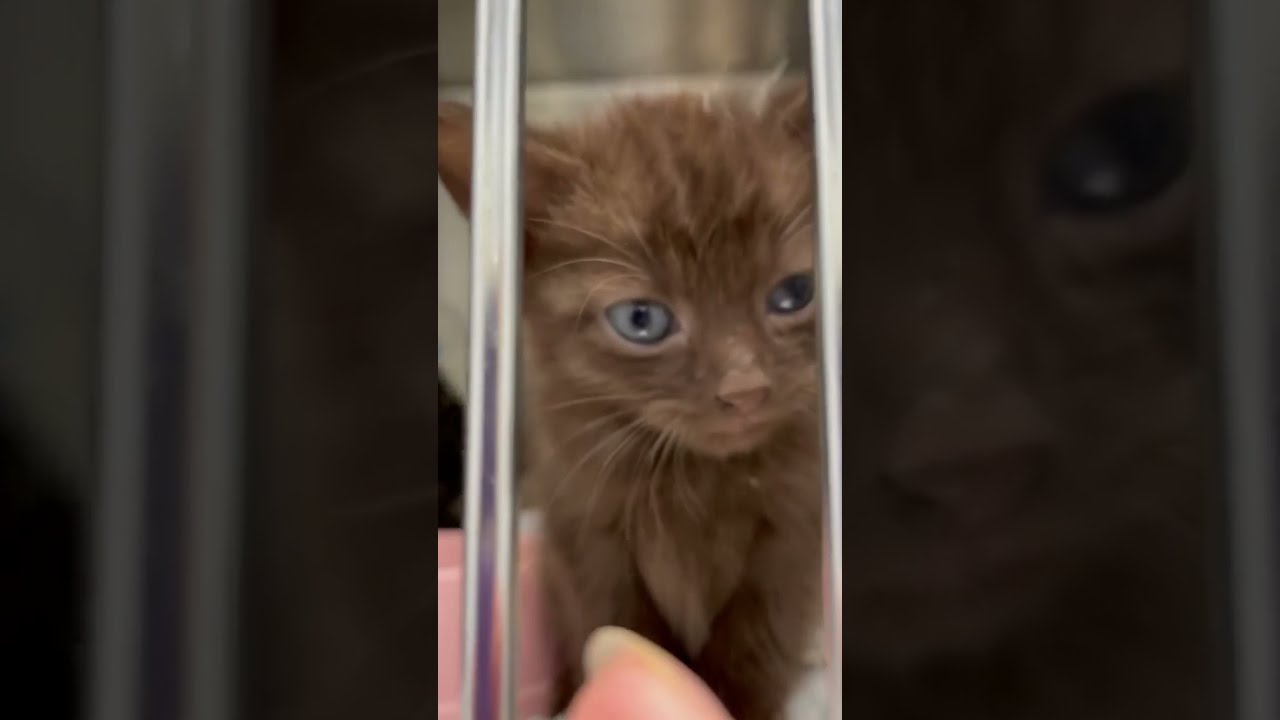 Brown Cat 🥰 | pet | kittens | love