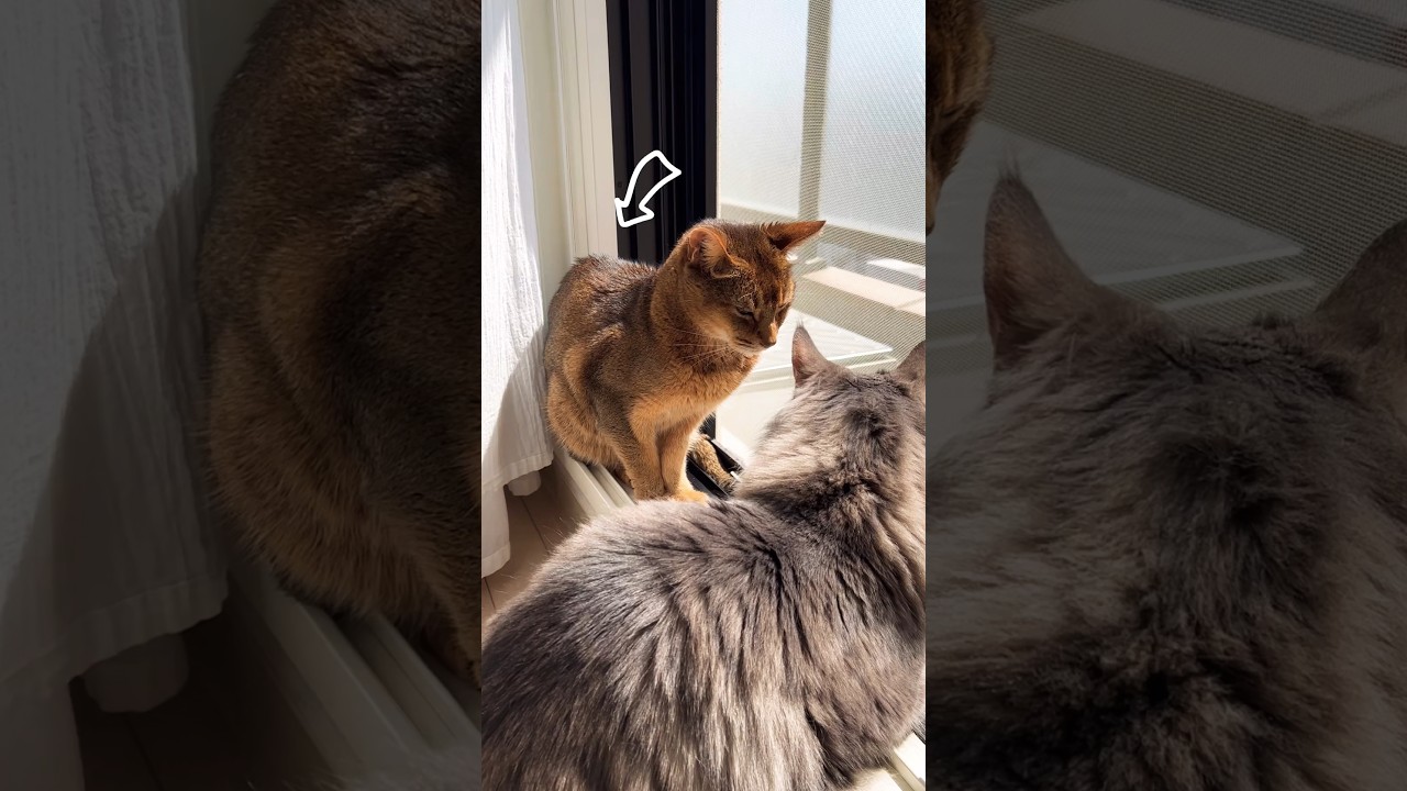 ニャルソック中？ #shorts #猫動画 #ノルウェージャンフォレストキャット #サイベリアン #アビシニアン #cat #まな猫