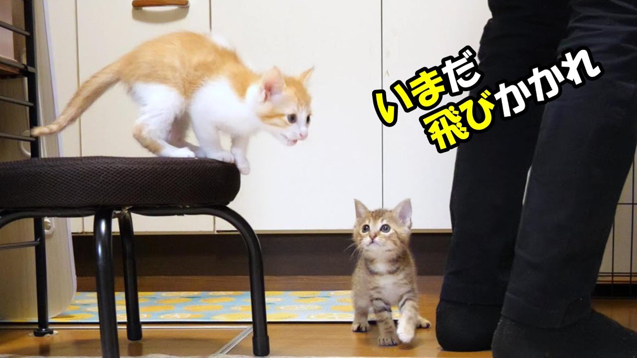 ふたりボッチの子猫がご飯に気づて、おじに飛びかかる。【赤ちゃん猫　保護猫】