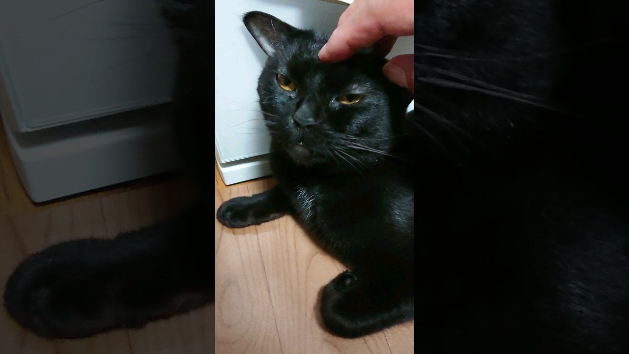 【猫】ウー君(次男)ちゃまちゃまタイム☆ 2023/05/29【ボンベイ】#shorts #猫 #cat #Bombay