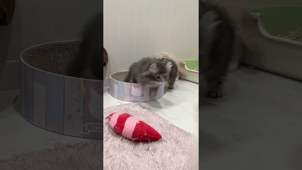 【キンカロー子猫】甘えん坊のデレデレ長足男の子