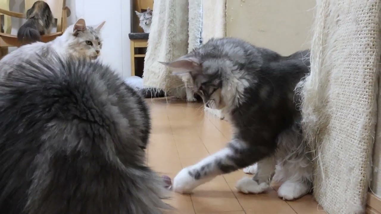 ブルーのメインクーン子猫マリアちゃん生後170日
