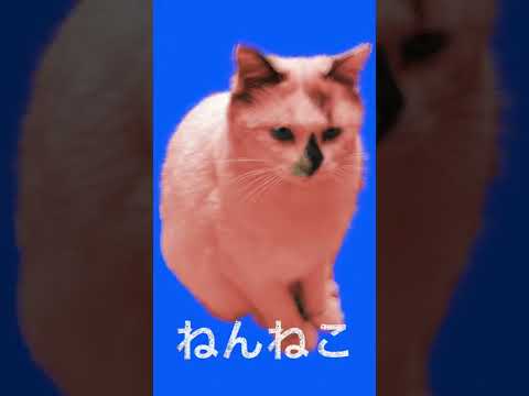 【野良猫】ねんねこ【保護猫】