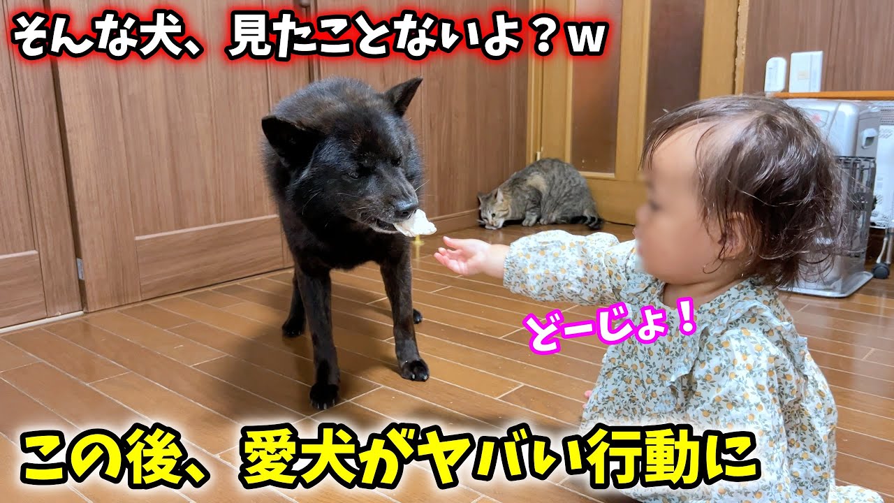 １歳児に鶏肉をもらった愛犬が信じられない行動に・・・【甲斐犬一休と猫のしずくと僕のチャンネル】
