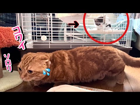 【初日】初めて新入り子猫と対面した短足猫の行動が可愛すぎた【預かり保護猫】
