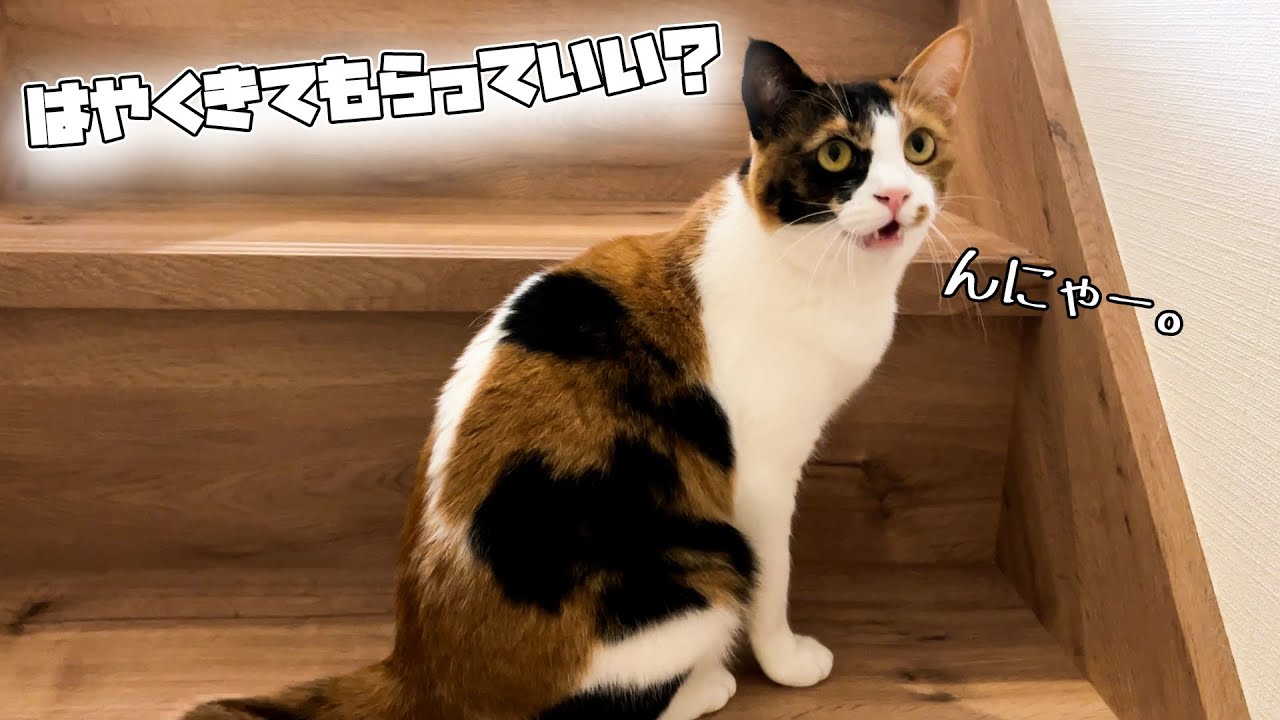 遊ぶお部屋に一生懸命飼い主を誘うねこが可愛すぎたｗｗ
