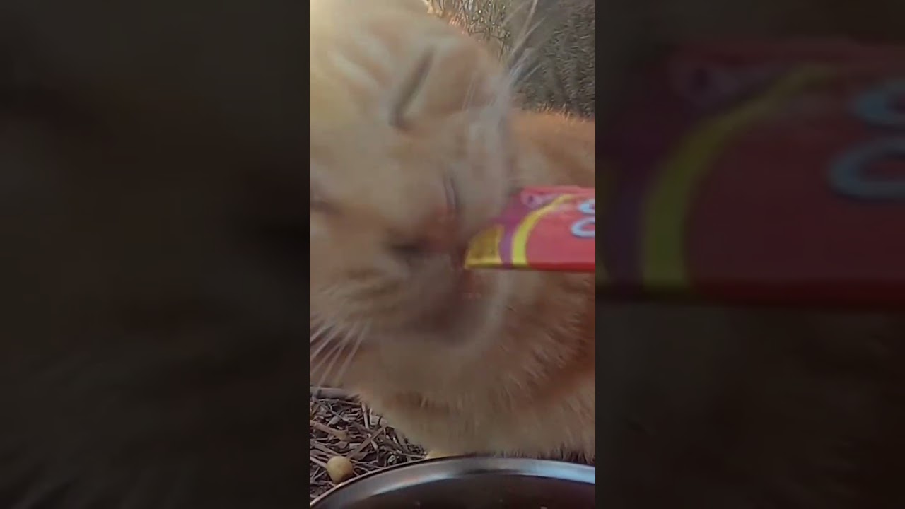 茶猫とキジ猫が美味しそうに全部食べた。The brown cat and the pheasant cat ate everything deliciously.   Vol.526