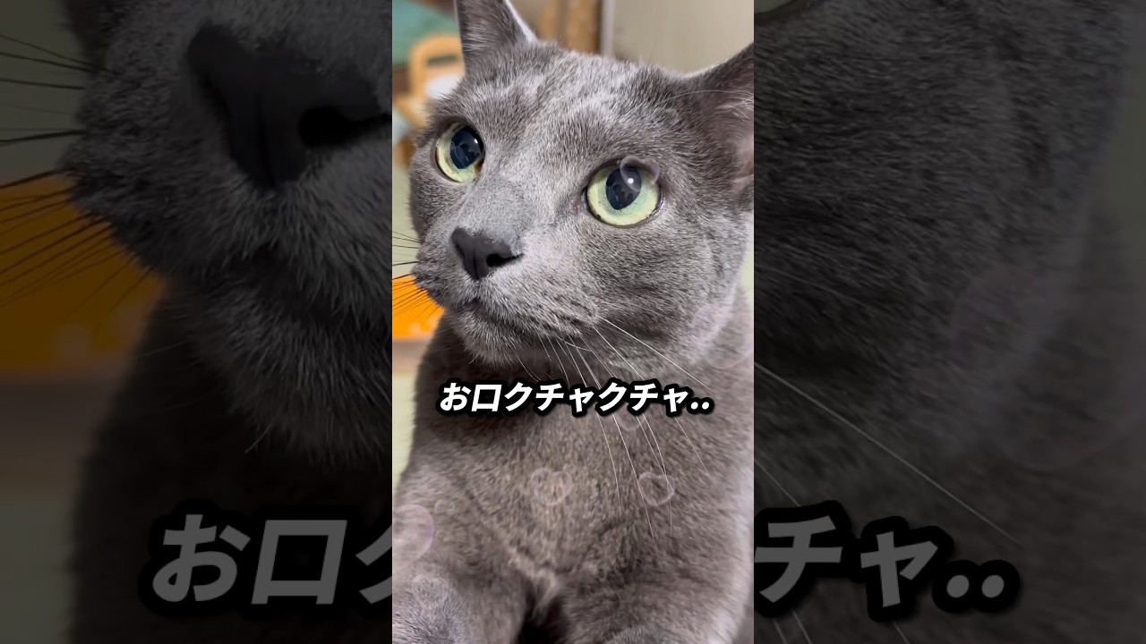 【ロシアンブルー】GWですね😊めろんには関係なく..早起きしておねだりしてます🫢【猫】＃shorts