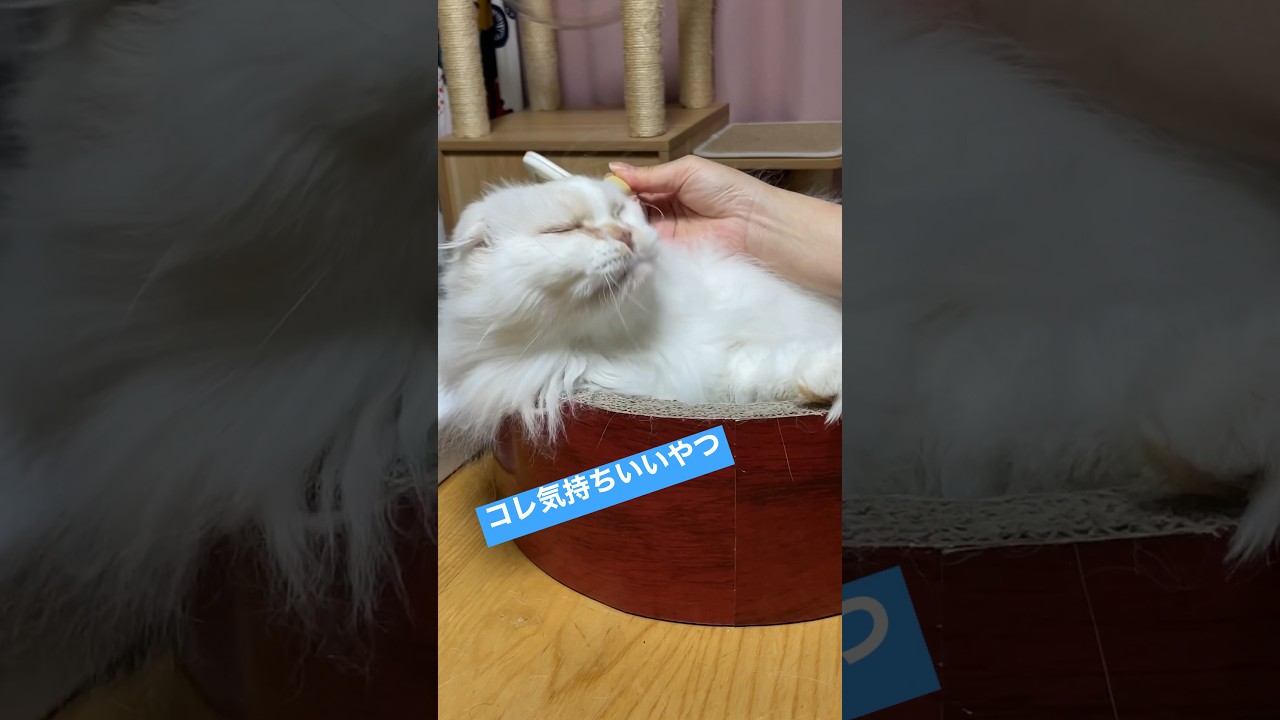 ブラッシングが好きな猫【cat likes brushing】#shorts #cat #スコティッシュフォールド