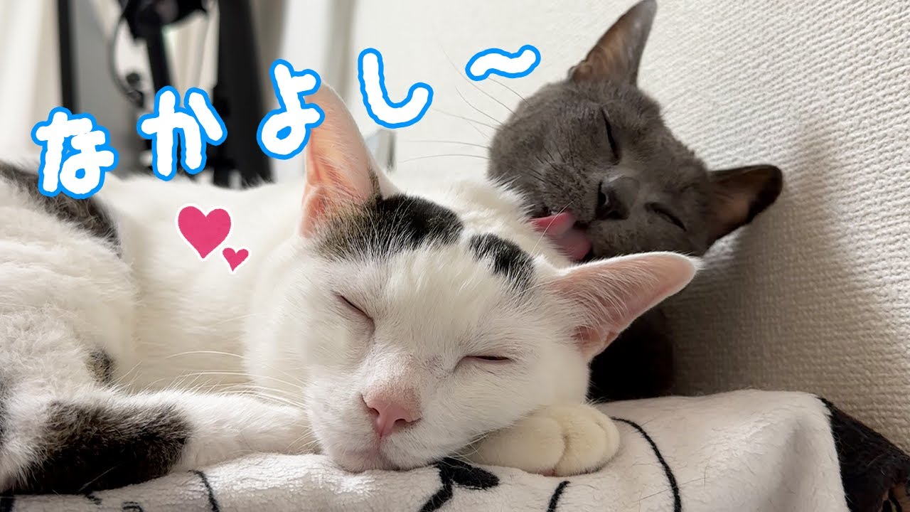 珍しく朝から仲良しなハムチロ！