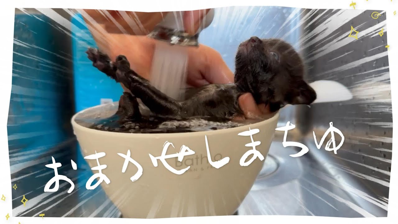 【子猫のお風呂】汚れたのでシャンプーしました【保護猫生活13日目】