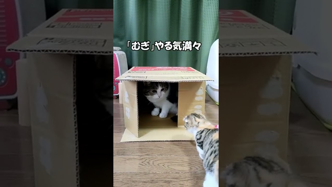 仁義なき戦い　マンチカン「むぎ」VSスコティッシュホールド「ふく」　ねこずshorts093 #shorts #cat #猫 #ねこ #短足 #マンチカン