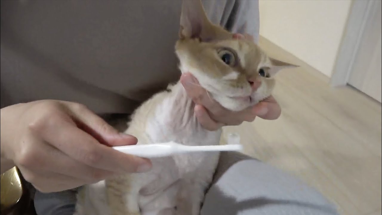 デボンレックス猫の歯磨きをしました(Brushing teeth of Devon Rex cat)