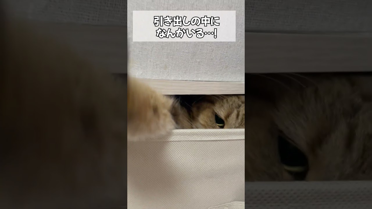 【猫動画】引き出しの中から視線を感じました…　#shorts