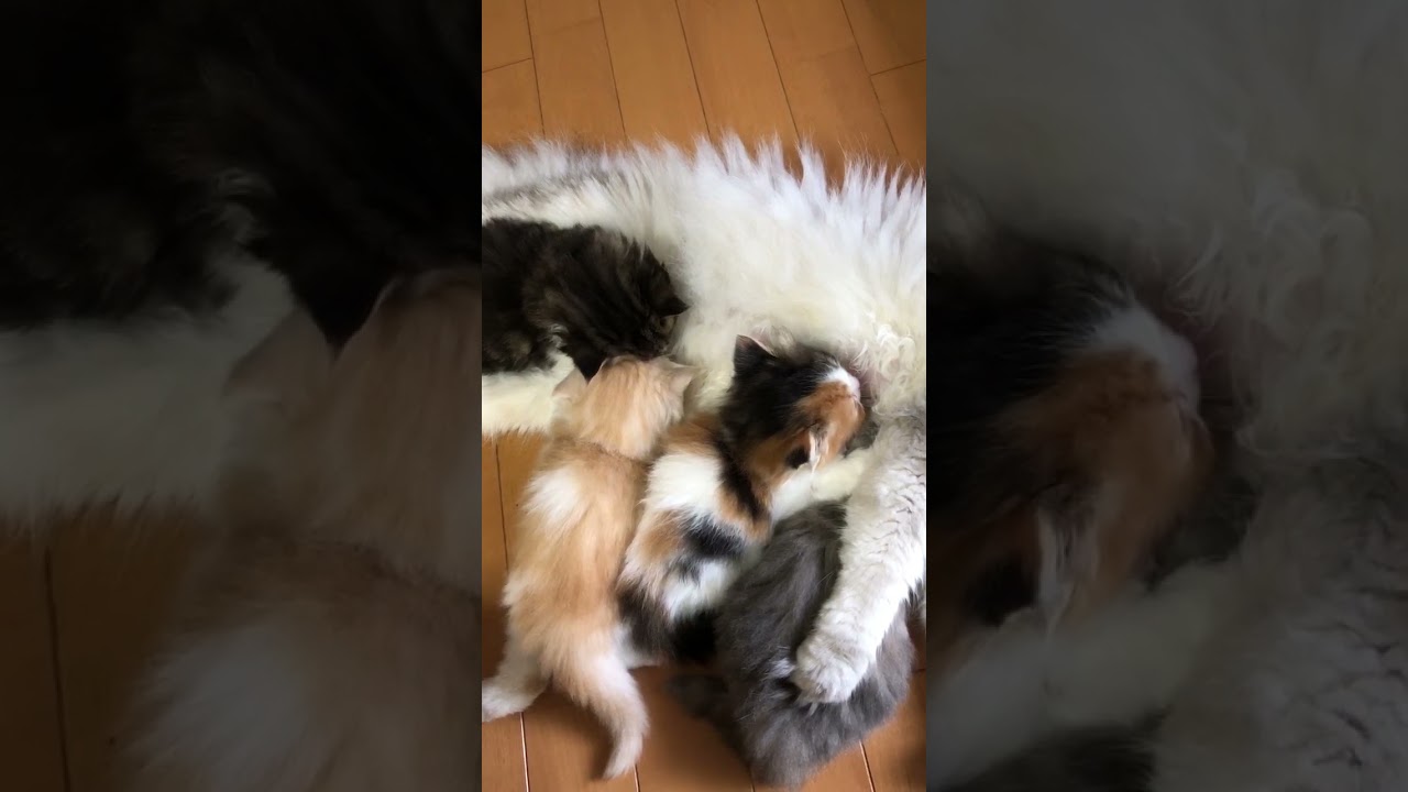 スコティッシュフォールド キャリコロング立耳の女の子　綺麗な三毛です