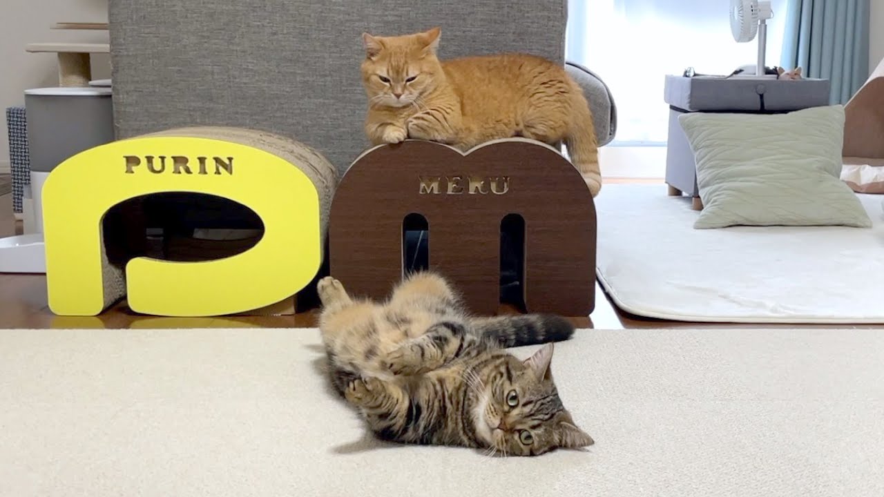 プリンに噛まれたくて何度もお願いに行くメル