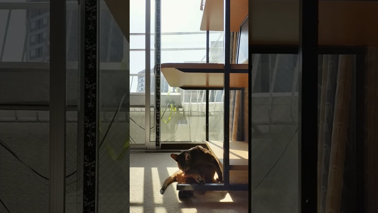 ネコ動画あび＃1278　#shorts　あびの毎日　アビシニアン　あび