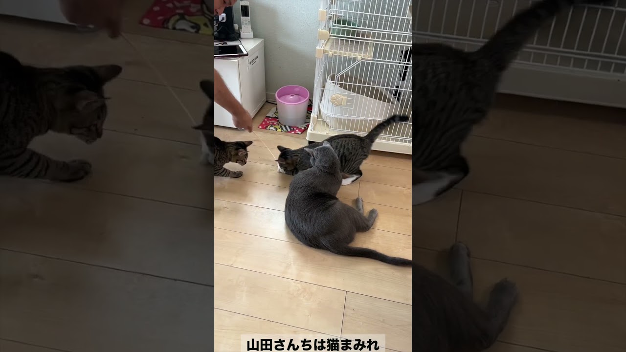 怠慢すぎるロシアンブルー 寝転んで遊ぶwww  #保護猫 #shorts #山田猫 #猫まみれ