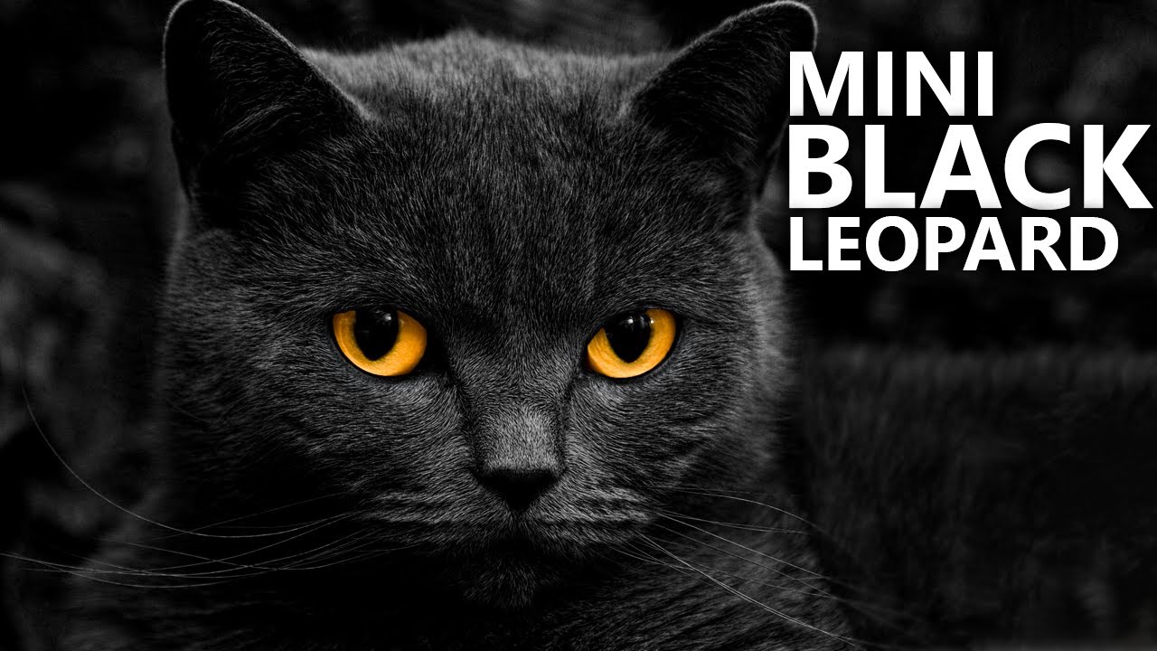 Bombay Cat - Learn ALL About Them | Cats 101