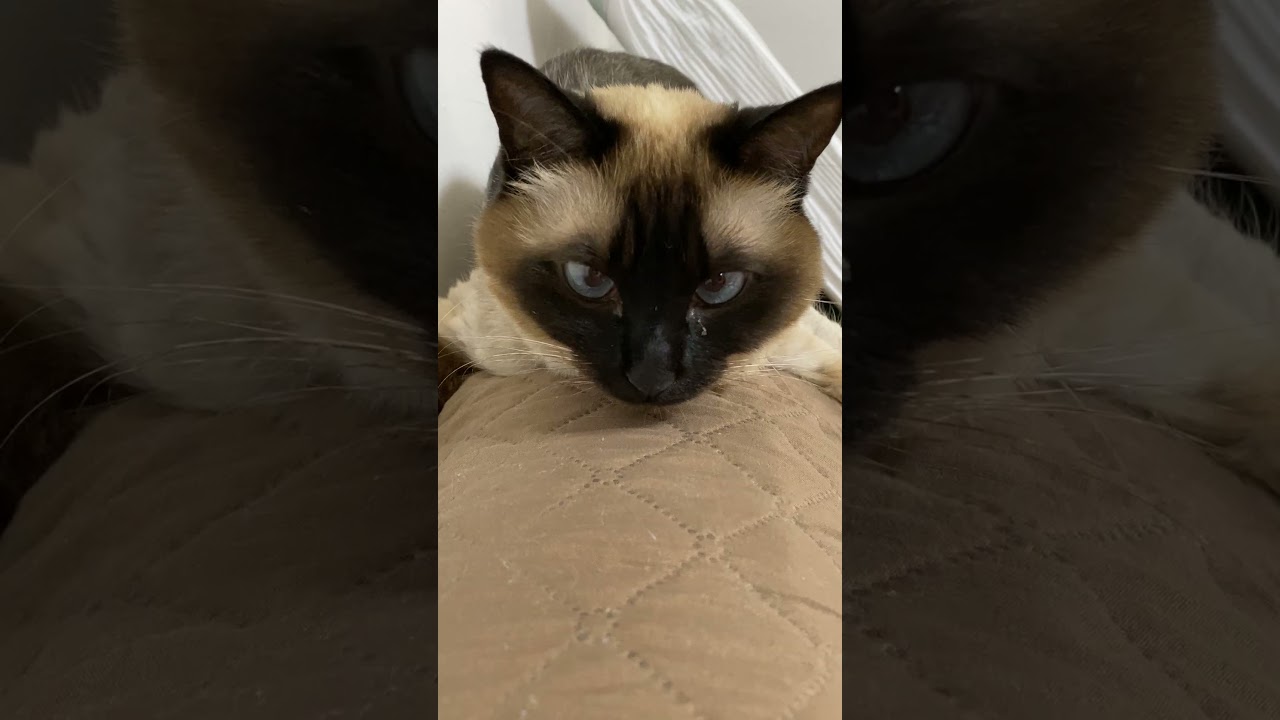 【2023.05.26】今日のシャム猫のふくさん（音無し）【たぬき猫】 #shorts