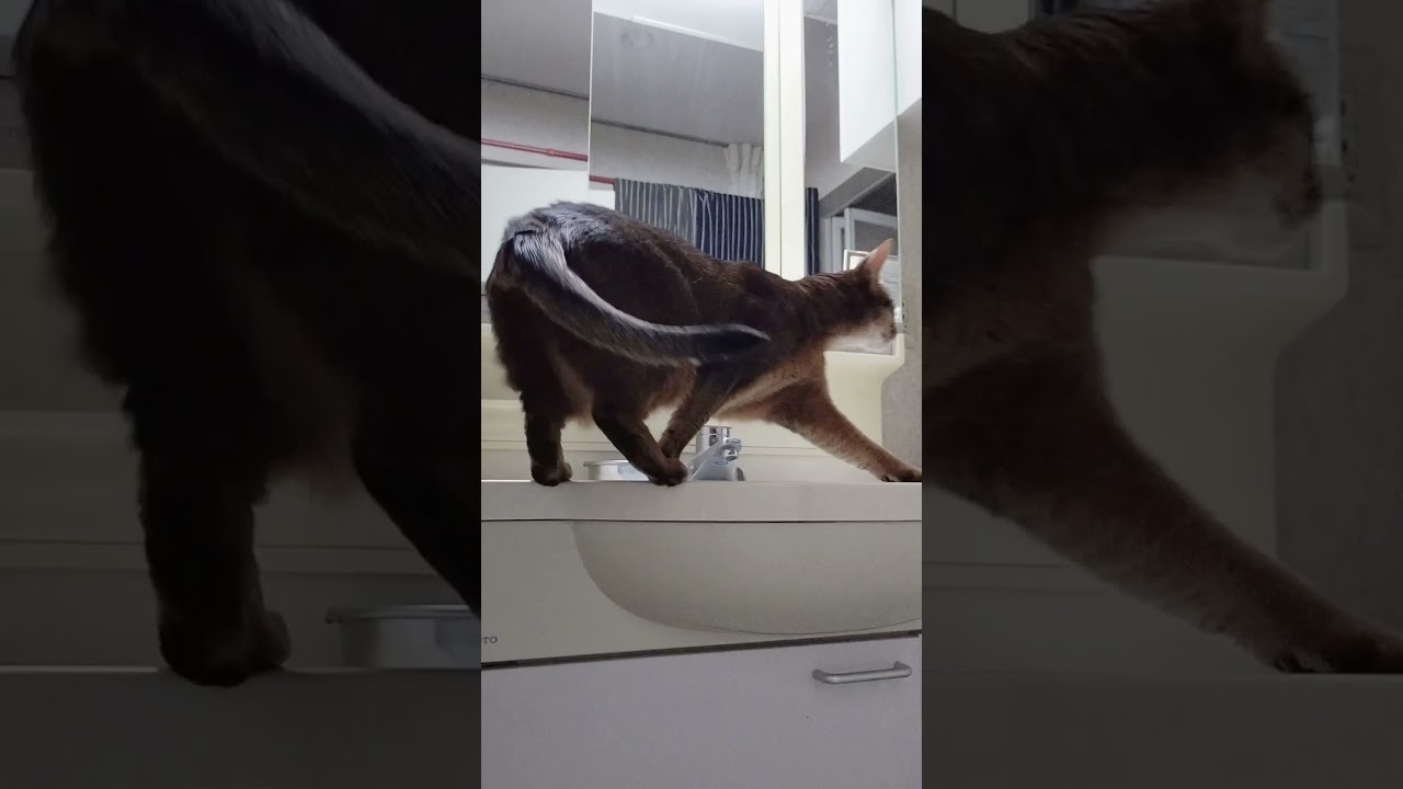 ネコ動画あび＃1428　あびの毎日　アビシニアン　あび