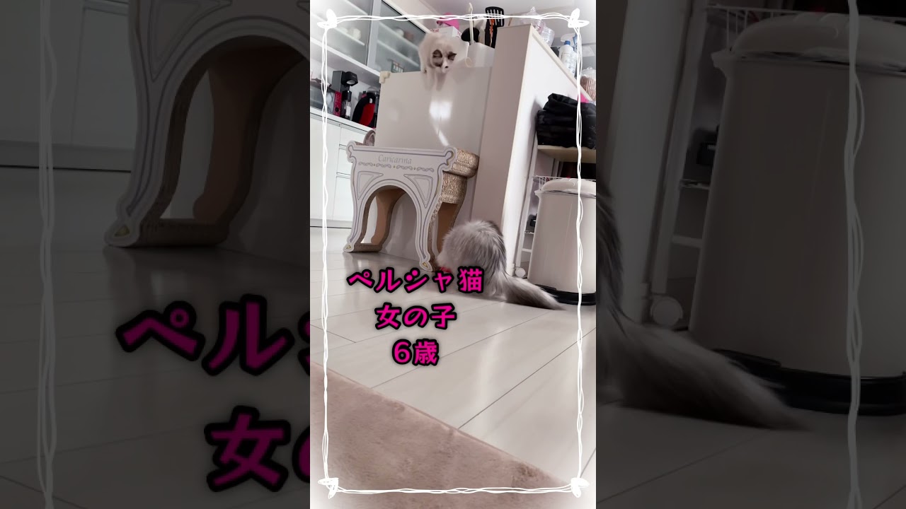 【猫動画】ウチのペルシャ猫とラグドールは仲良しですか？🧡#shorts #cat#猫 #ペルシャ猫 #ラグドール #子猫