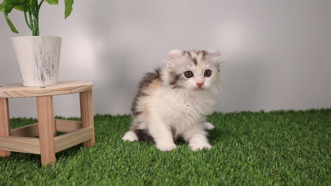 Coo&RIKU　No560872　アメリカンカール