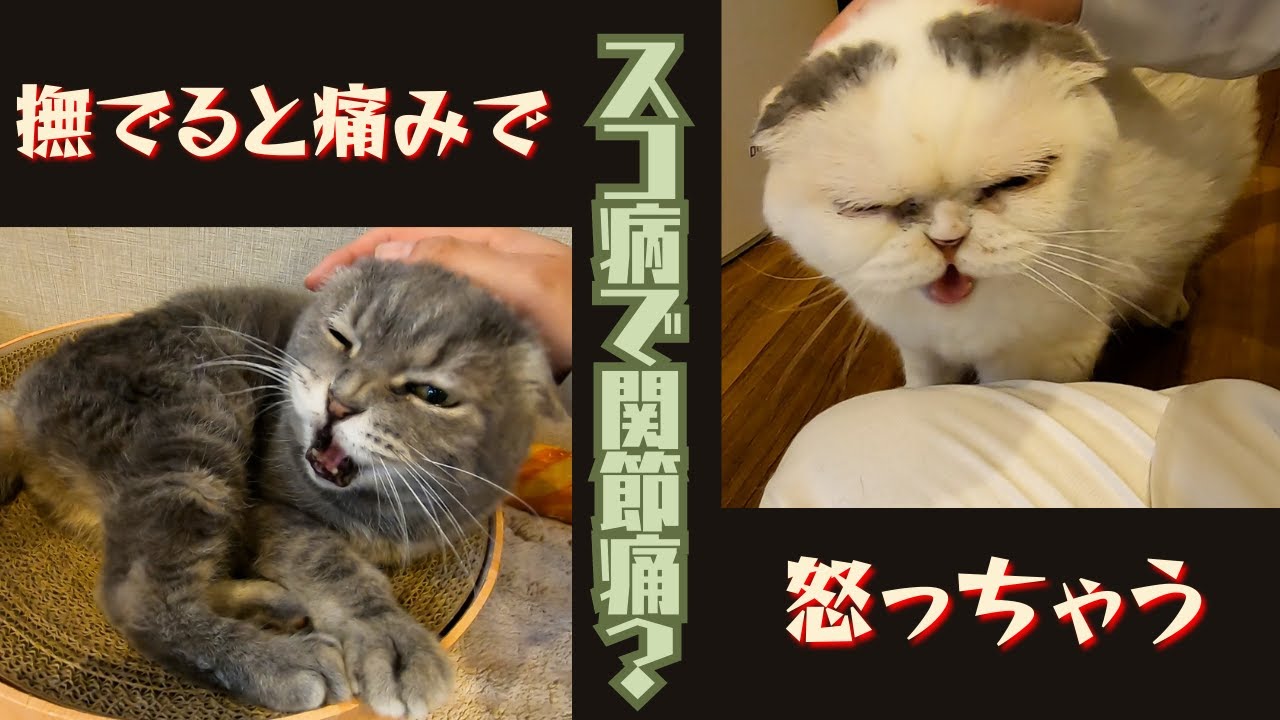スコティッシュフォールドのシニア猫はスコ病？で関節痛なので威嚇する（保護猫カフェ森のねこ舎）淡路Scottish Fold suffers from joint pain