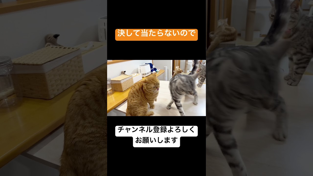 マンチカンのパンチは決して当たらないので力比べに持ち込んだが... #shorts