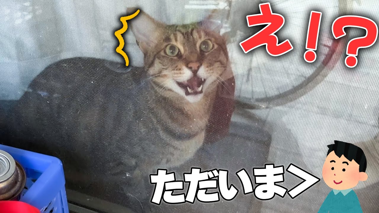 窓の外を眺めてたら飼い主が帰ってきてめちゃくちゃ驚いてしまう猫