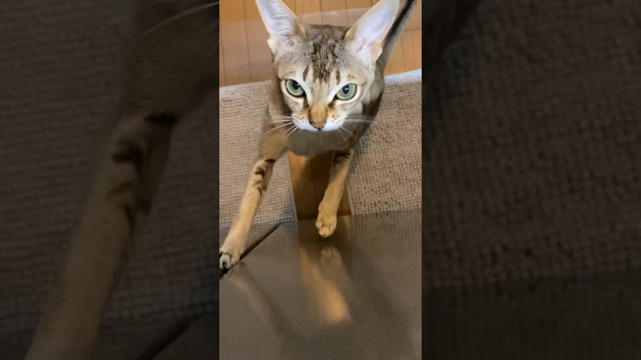 幸せな時間！セラ社長【シンガプーラ】 #animals #cat #pets #singapura #猫  #おやつ