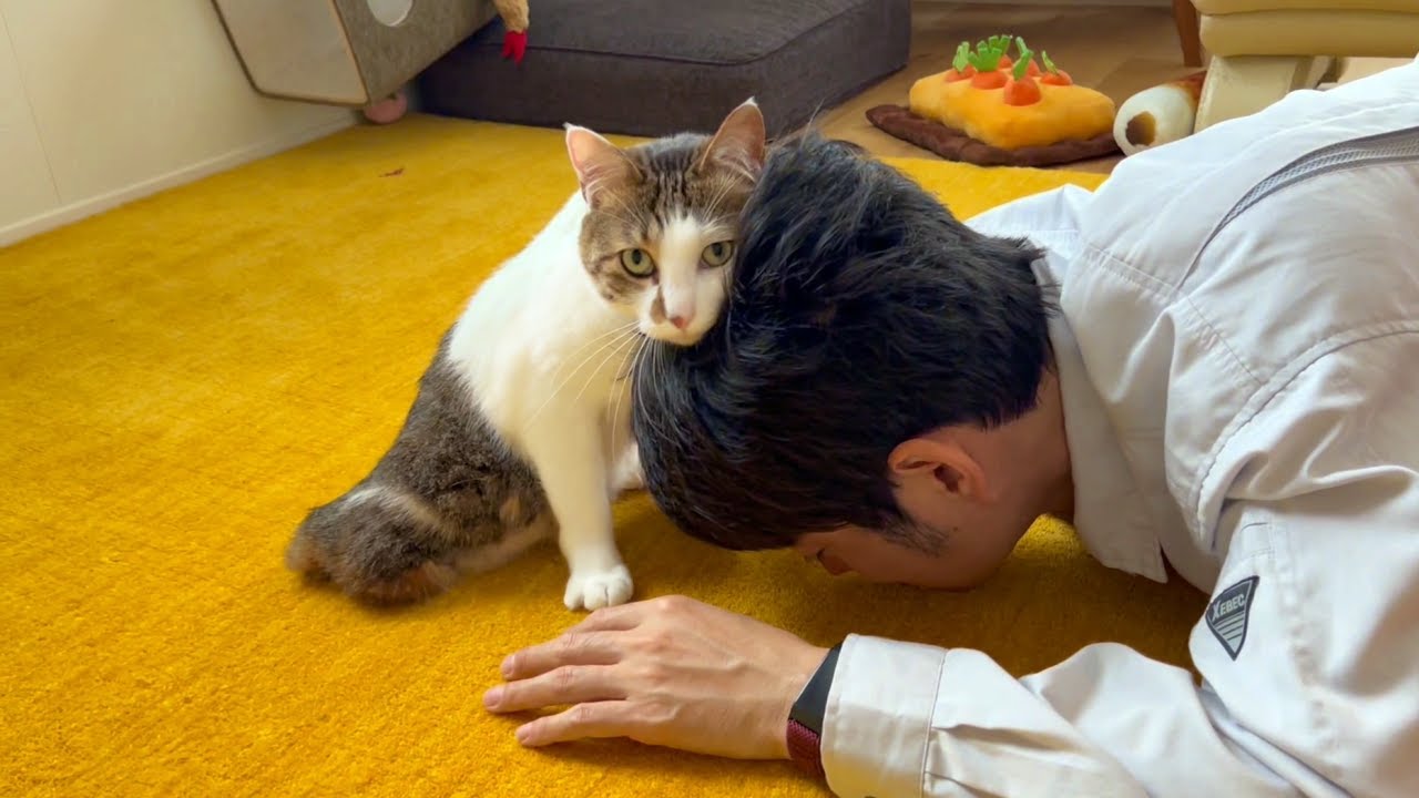 大好きなパパが倒れたら心配する？猫エースの反応