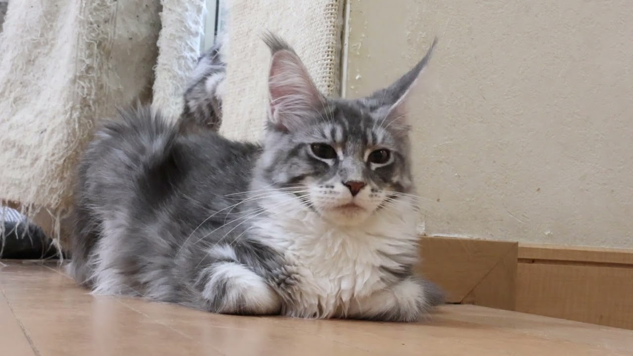 ブルーのメインクーン子猫マリアちゃん生後170日