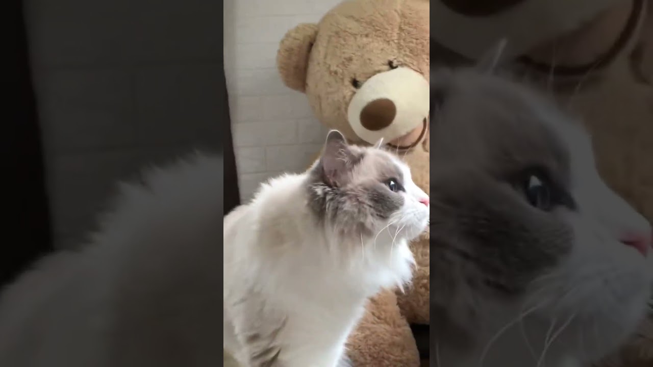 コストコくま＆ラグドール #ぬいぐるみ#ぬいぐるみ猫#ragdoll#じっとしてない猫@minamin.ch.2022