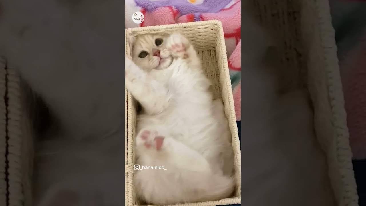 ティッシュケースから、こんにちは🐈スコティッシュフォールド子猫「はなちゃん」！From in side the tissue case！ #猫王国 #スコティッシュフォールド  #cat