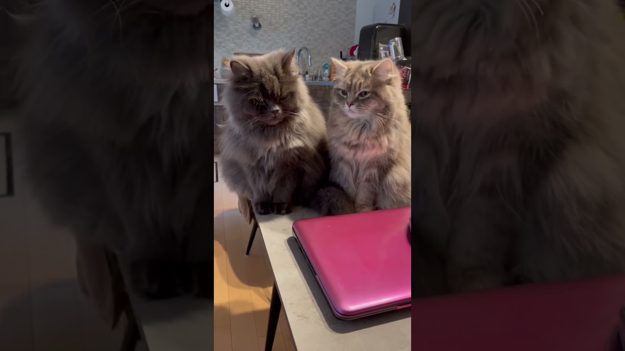 よく似てる親子は動きまで一緒 #猫のいる暮らし #ラガマフィン #猫動画